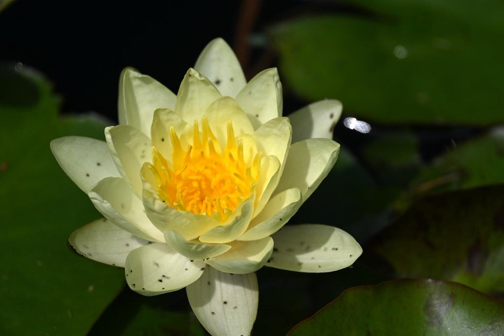 2025-08150107 Tower Hill Botanic Garden, MA.JPG - Water Lily. New England Botanic Garden at Tower Hill, MA, 8-15-2025